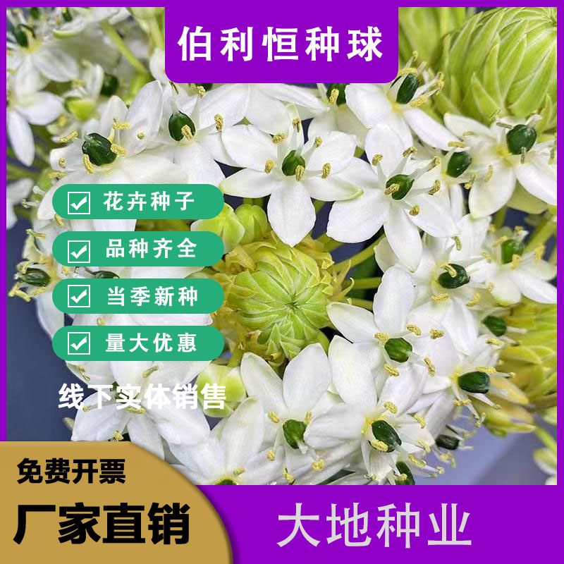 灌云县伯利恒之星种球，天鹅绒种球虎眼万年青圣心百合宿根花卉种球批发