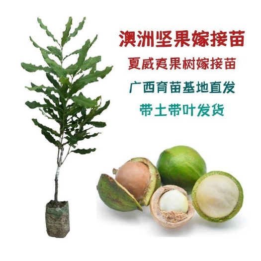 澳洲坚果夏威夷果嫁接树苗南北方地栽盆栽庭院种植带土叶广西发货