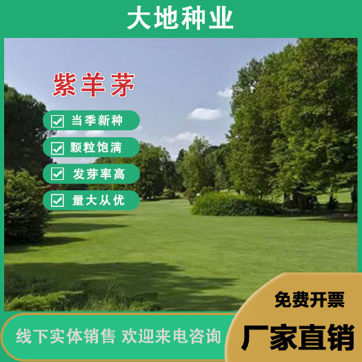 紫羊茅草籽草坪种子护坡绿化专用耐寒耐践踏庭院草坪观赏草坪草籽