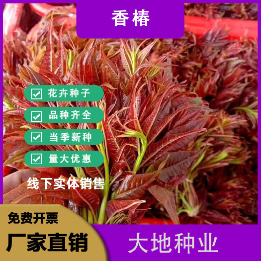 灌云县香椿种子，四季香椿种子 矮化种子 ，四季种植，种子批发