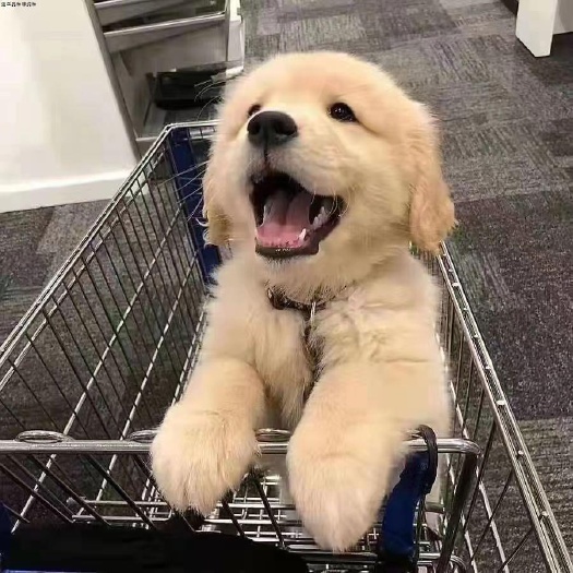 濮阳县血统金毛幼犬