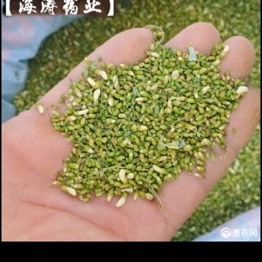 武安市槐米