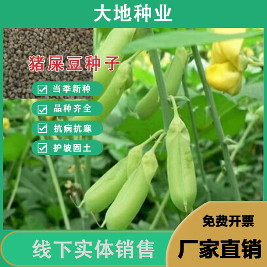 灌云县猪屎豆种子多年生草本植物耐寒耐旱灌木花期长园林绿化苗药材种籽