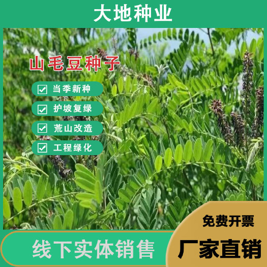 灌云县新货山毛豆种子 山毛豆灌木种子绿化用植物 木豆种子固土护坡