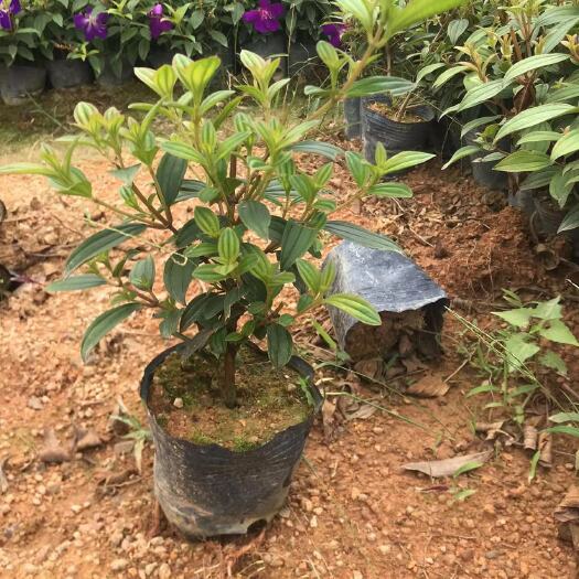 揭阳巴西牡丹