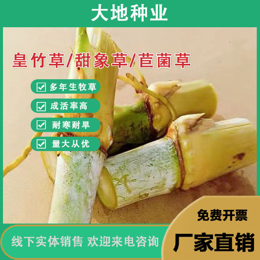 皇竹草种节甜象草种节，皇竹草种节，巨茵草种节，牧草种节多年生