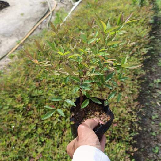 揭阳南天竹