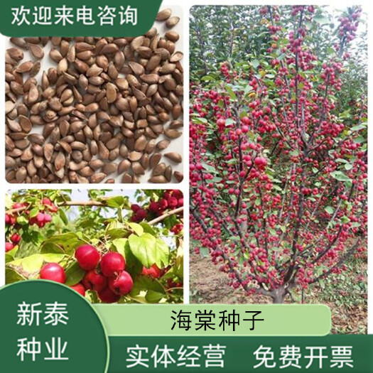 沭阳县河北怀来县八棱海棠种子八棱海棠种子海棠种子可直接播种