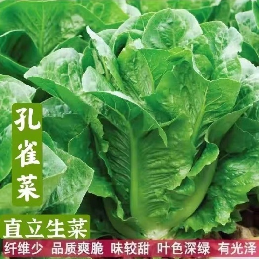长沙孔雀菜种子一年四季种可生吃高营养直立生菜种子田园盆栽沙拉生菜