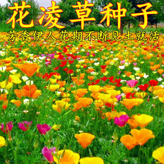 沭阳县花菱草种子四季种多年生宿根耐寒耐热花卉百日草花草种虞美人花海
