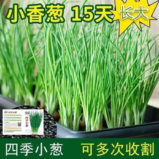邵东市小香葱种子蔬菜种籽香葱小葱菜籽葱种四季播青菜菜种现在种秋冬季