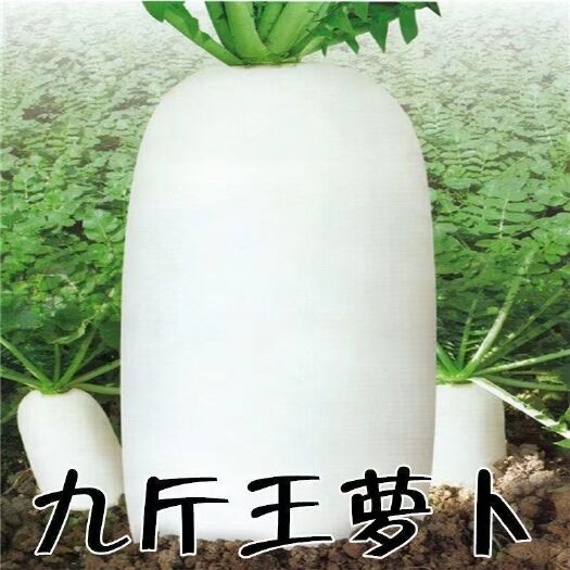 邵东市九斤王种子白萝卜种子蔬菜种子不空心春不老种子特大四季秋季播种