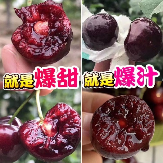 汉源县汉源套袋黑珍珠