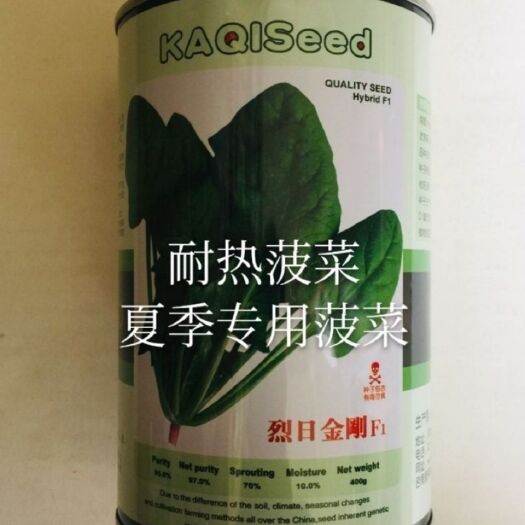 菠菜种子烈日金刚菠菜种子杂交一代菠菜子种耐热能力出众菠菜种子