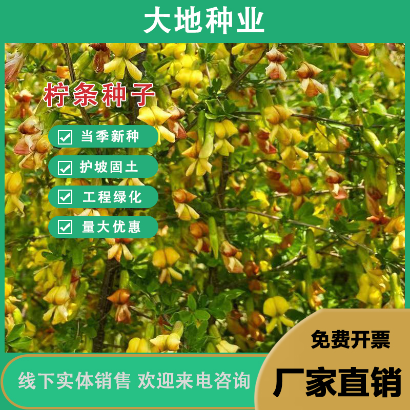 灌云县柠条种子，小叶锦鸡儿种籽抗旱多年生护坡固土种子绿化灌木种子批