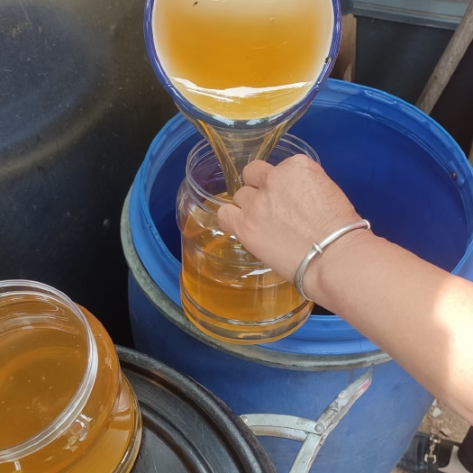 枣庄杨槐蜜