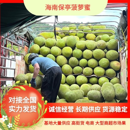 保亭县海南保亭菠萝蜜，优质菠萝蜜黄肉干包 大量供应 大型商超市场果
