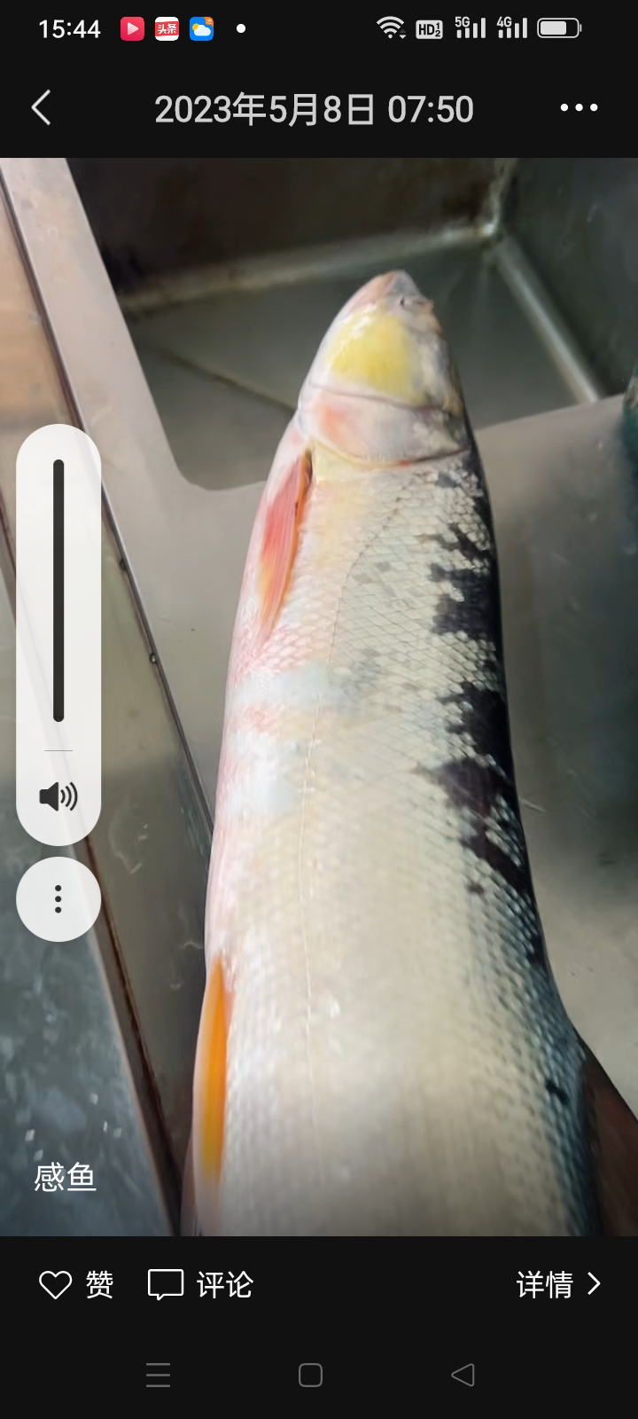 厡生态鳡鱼，青鱼