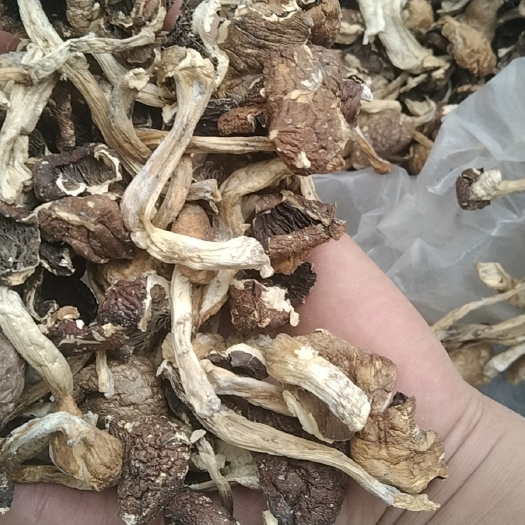 丹寨县赤松茸干货
