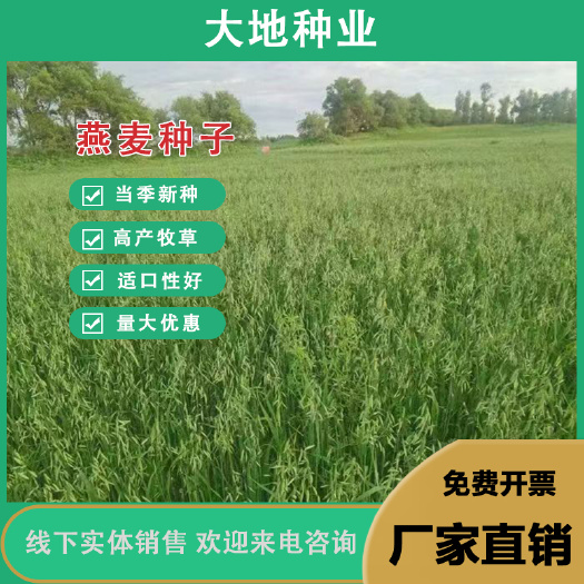 燕麦种子，养殖牧草种籽，饲料草籽绿肥牛羊牧草种籽批发种
