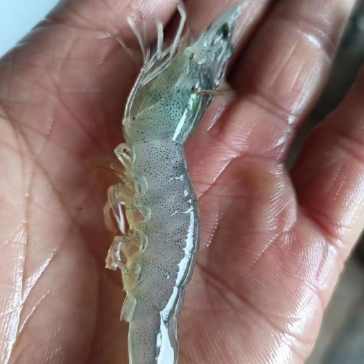 简阳市对对虾