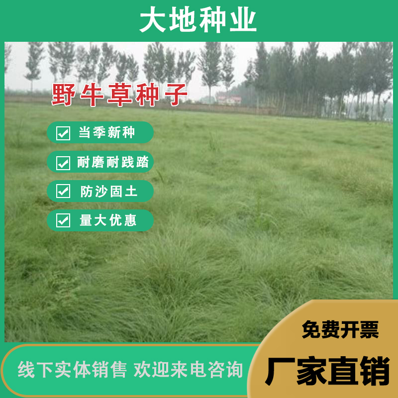 灌云县草种子，牛草籽草坪草种籽绿化四季多年生宿根草种子