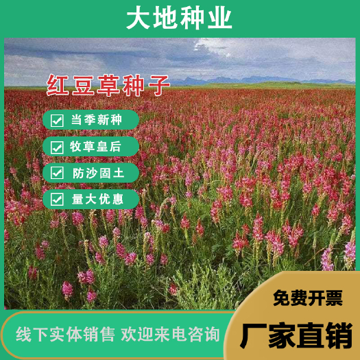 红豆草种子，驴食豆种子，青饲牧草林田果园绿肥绿化种子蜜源植
