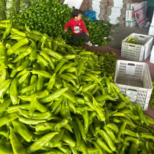青州市黄皮、绿皮尖椒，量大！