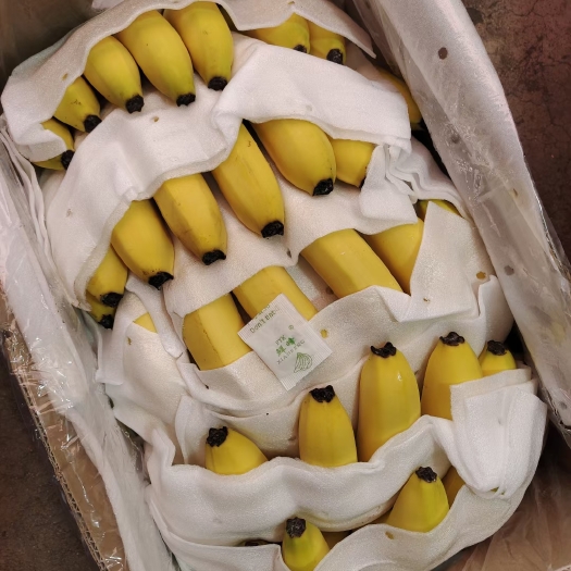 太原厂家直销大黄香蕉