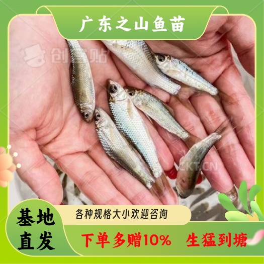化州市土鲮鱼鱼苗 麦鲮鱼 泰鲮鱼 饵料鱼 基地直发 量大从优
