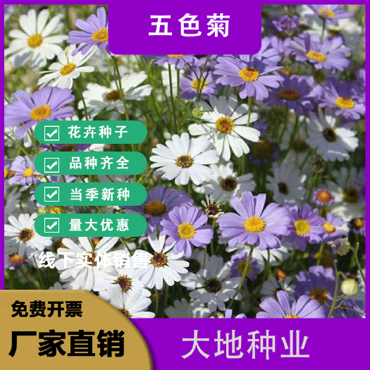 五色菊种子四季易种开花不断室外庭院阳台易活花种景观花海花籽子