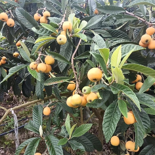 长沙全国枇杷马上完.但是你找我起码还有两个月有货给你