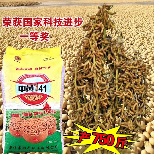 余干县中黄41黄豆种子，丰产大粒