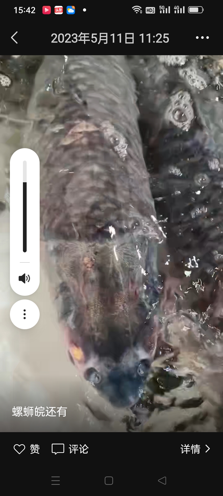 厡生态鳡鱼，青鱼