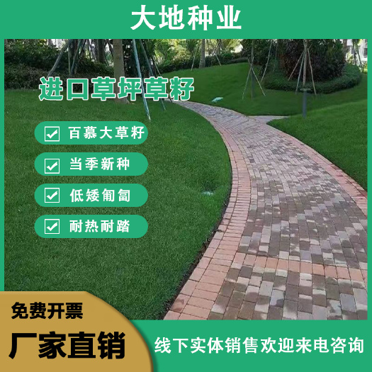 矮生百慕大草籽狗牙根种子四季常青耐践踏绿化草坪种子足球场草种