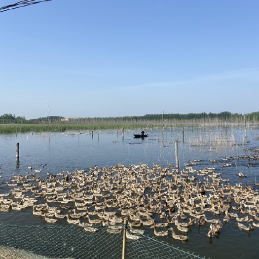 滕州市研湖不太咸散养咸鸭蛋，生态散养，私盐健康
