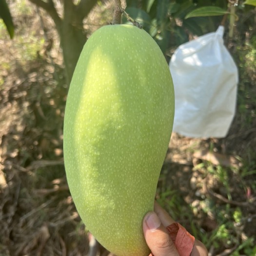 保山精品金煌芒大量上市 产地代办 供应商