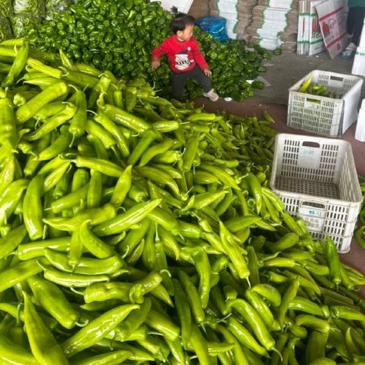 青州市黄皮、绿皮尖椒，尖椒主要种植区，量大