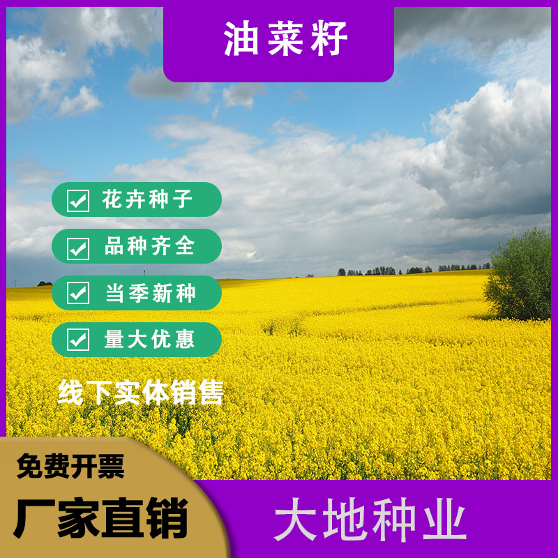 油菜籽种子，油菜花种子室外观赏食用耐寒耐旱春秋油菜
