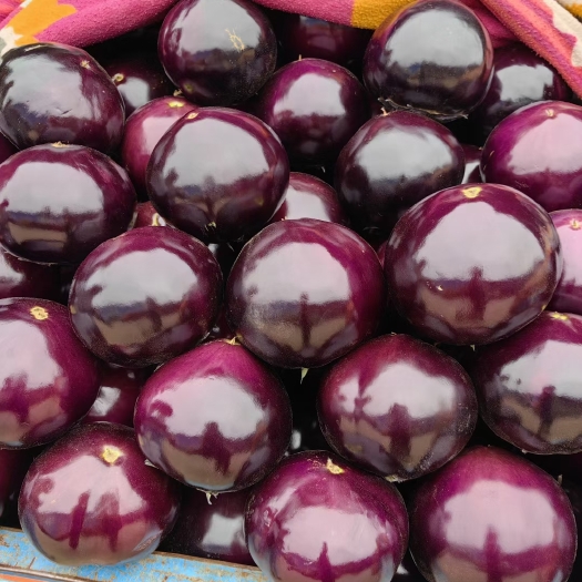 博爱县紫光园茄子  电商市场货大量供应