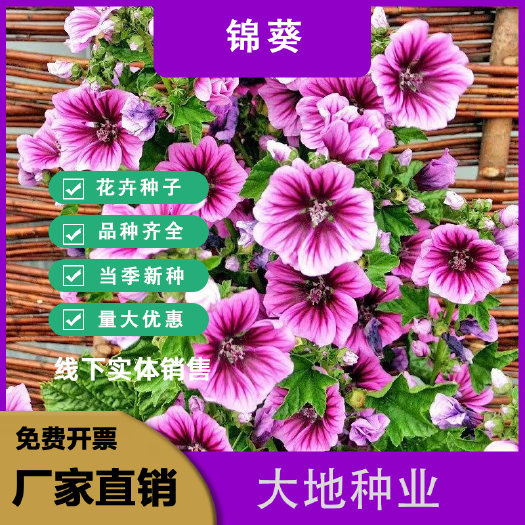 灌云县锦葵花种子荆葵四季可播易种花卉种子庭院植物多年生耐旱耐寒