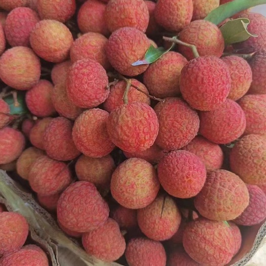广东高州荔枝，妃子笑.白糖罂.白蜡，黑叶，桂味