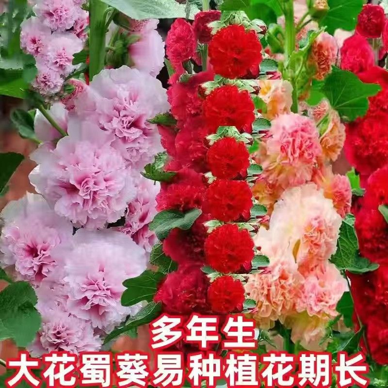 沭阳县混色重瓣蜀葵花种一丈红种子室外庭院阳台多年生四季易活花卉籽子