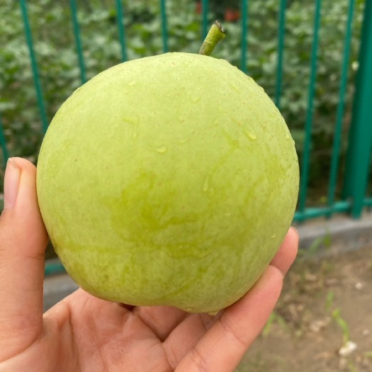 大量供应绿宝石梨，货源充足，产地直发，可对接各大平台供应链
