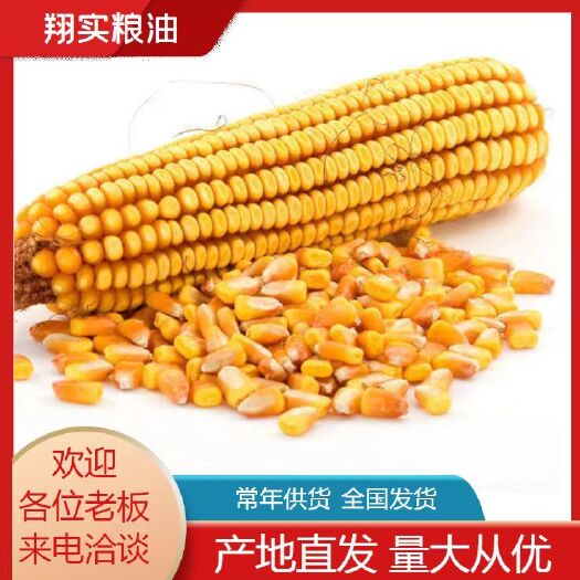 镇平县干玉米  现货玉米出售