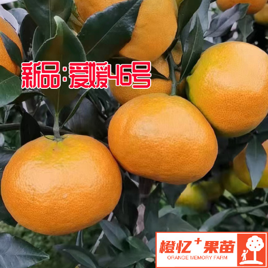 简阳市爱媛46号柑橘苗【零售+批发】橙忆家果苗基地直发