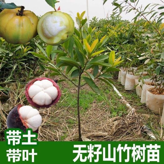 灵山县正宗岭南山竹树苗可食用清香南方种植室外花园地带土带叶广西发货