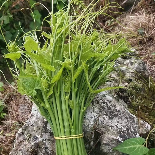 安顺贵州蔬菜供应，基地对接，保质保量发货。