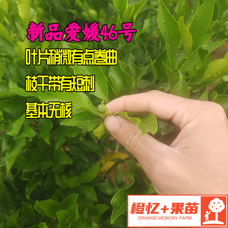 爱媛46号柑橘苗【零售+批发】橙忆家果苗基地直发