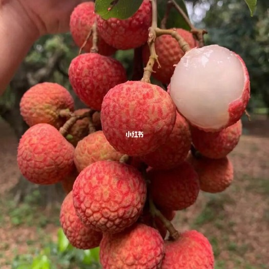 广州白糖罂荔枝